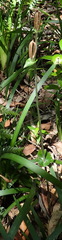 Disperis lindleyana