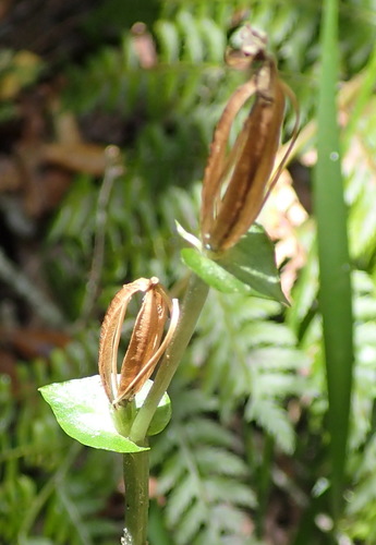 Image of Disperis lindleyana by (c) Nicola van Berkel, some rights reserved (CC BY-SA)
