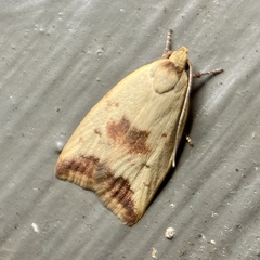 Ageletha elaeodes