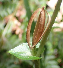 Disperis lindleyana