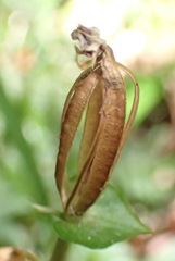 Disperis lindleyana