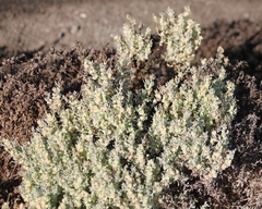 Atriplex lindleyi