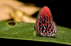 Paralaxita damajanti