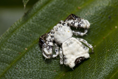 Phrynarachne decipiens