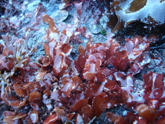 Schottera nicaeensis