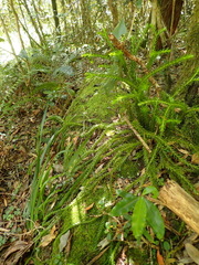 Phlegmariurus gnidioides