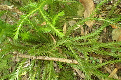 Phlegmariurus gnidioides