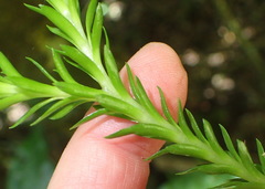 Phlegmariurus gnidioides