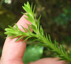 Phlegmariurus gnidioides