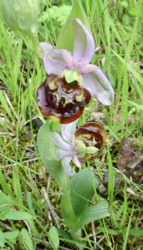 Bee Orchid (Ophrys holoserica)