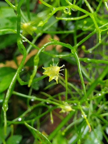 Climbing Onion