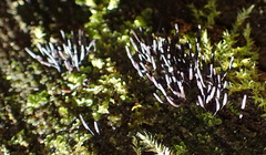 Xylaria apiculata