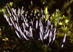Xylaria apiculata