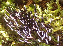 Xylaria apiculata