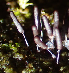 Xylaria apiculata