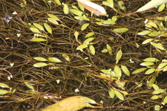 Potamogeton octandrus