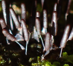 Xylaria apiculata
