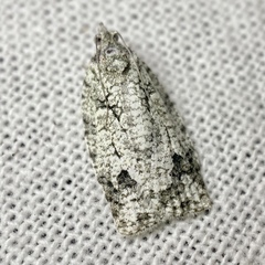 Acropolitis canana