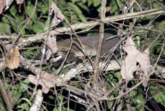 Arctogalidia trivirgata