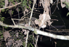 Arctogalidia trivirgata