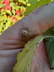 Pararaneus spectator