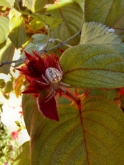 Pararaneus spectator