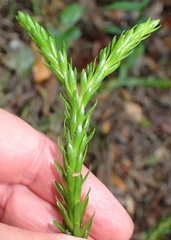 Phlegmariurus gnidioides