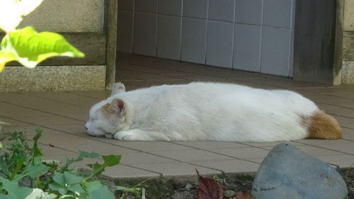 Cat head three-quarter: reference photo 10 by りなべる