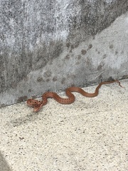 Elaphe quadrivirgata