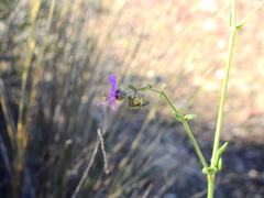 Mirabilis ovata