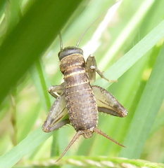 Cophogryllus
