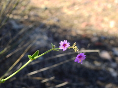 Mirabilis ovata