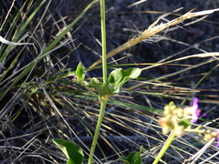 Mirabilis ovata
