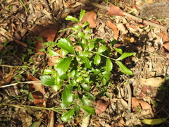 Cupaniopsis shirleyana