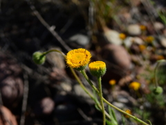 Hysterionica jasionoides