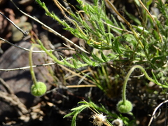 Hysterionica jasionoides