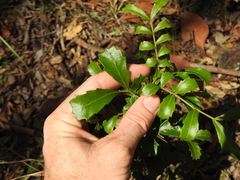 Cupaniopsis shirleyana