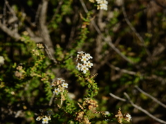 Acantholippia seriphioides