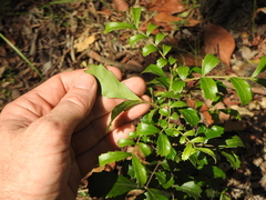 Cupaniopsis shirleyana