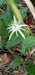 Passiflora capsularis