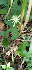 Passiflora capsularis
