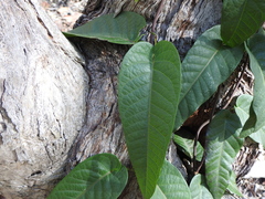 Parsonsia brisbanensis