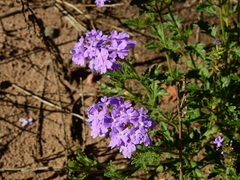 Glandularia mendocina