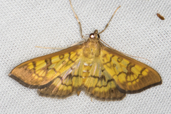 Mimorista subcostalis