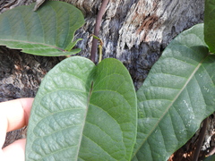 Parsonsia brisbanensis