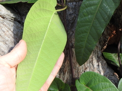 Parsonsia brisbanensis