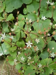 Crassula umbraticola