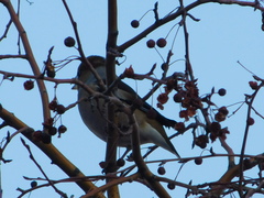 Coccothraustes coccothraustes