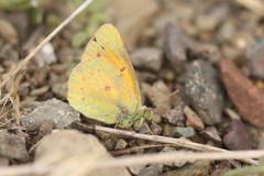 Colias vauthierii