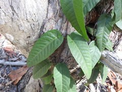 Parsonsia brisbanensis